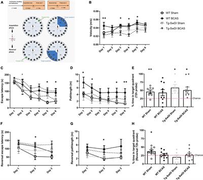 Impaired Glymphatic Function and Pulsation Alterations in a Mouse Model of Vascular Cognitive Impairment